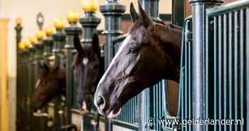 Geen hengsten meer in stal van de koning