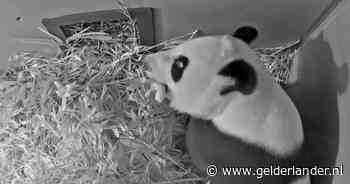 Waarom at moederpanda Wu Wen haar overleden jong op? En 4 andere vragen over de nieuwe panda-baby