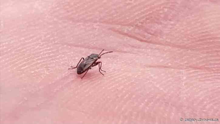 Bugs thrive in Calgary amid summer heat, water restrictions