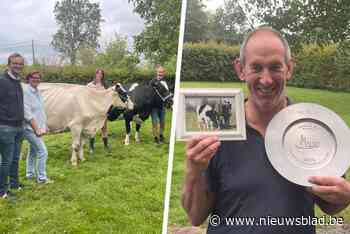 Koeien om in te kaderen: Bart en zijn gezin doen fotoshoots met hun topkoeien op hoeve