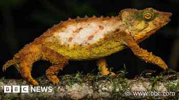 Secret 'sky island' rainforest saved by new discoveries