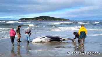 World’s rarest whale may have washed up on New Zealand beach, possibly shedding clues on species