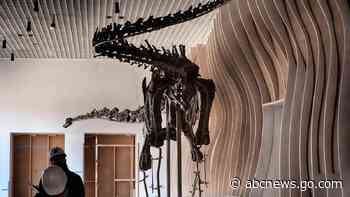 Gnatalie is the only green-boned dinosaur found on the planet. She will be on display in LA