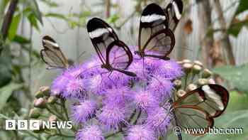 Zoo wins award for butterfly house