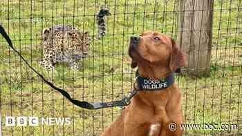 Zoo helps dogs training to join anti-poaching unit