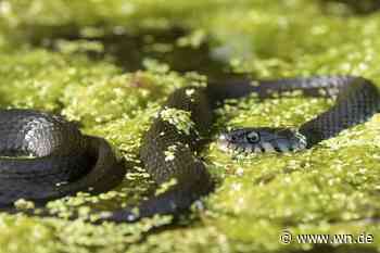 Wo man in Münster Ringelnattern finden kann