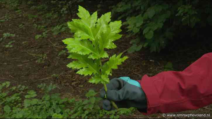 Flevoland - Maaiers, schoffels en een grondboor: alles in de strijd tegen de berenklauw