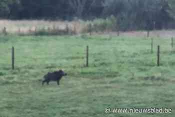 Everzwijn gespot in Heindonk: “Dacht eerst dat het een pony was”