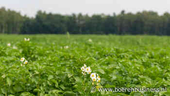 Ondanks stijging areaal zicht op een gezonde markt