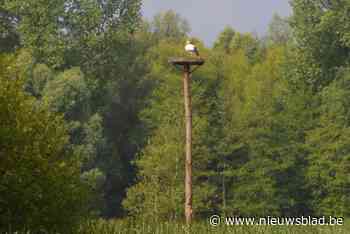 Da’s snel: ooievaars hebben nestpaal al gevonden en goedgekeurd