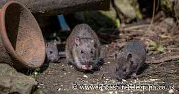 Expert shares 52p hack to keep rats away from your garden