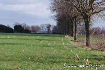 Welkom Wolf over recente meldingen wolf op E19 Brecht: “Wil eigenaar wolf-lookalike zich melden?”