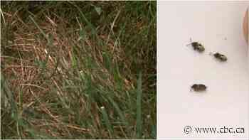 Drought stress or chinch bugs? Here's how to identify the culprit of your dying lawn