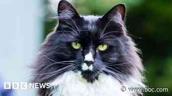 Cat who helps trafficked women among awards finalists