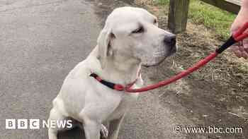 Labrador saved from being sent to meat festival