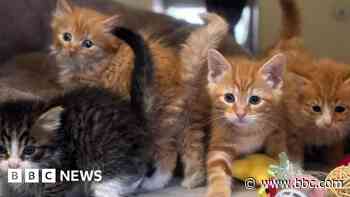 Rising demand may see cattery refurbished