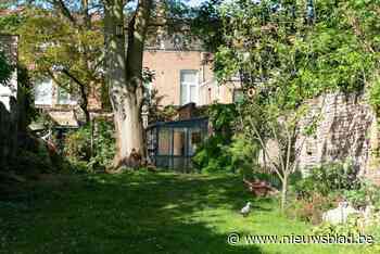 2.000 gratis ‘Antwerpse’ bomen allemaal deur uit. Schepen Tatjana Scheck: “Ook veel vraag in dichtbebouwde delen van de stad”