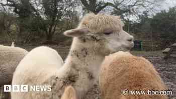 The herd of alpacas bringing joy to care homes