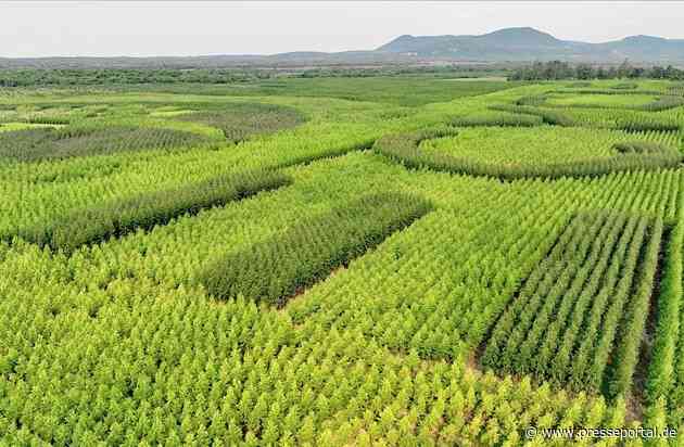 Schweizer Unternehmen als Vorbild für Tech-Giganten / Erfolgreiches Geschäftsmodell Treecycle-Project für Privatanlagen in Real World Assets