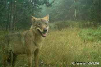 Kindje lichtgewond na vermoedelijke confrontatie met wolf in Nederland