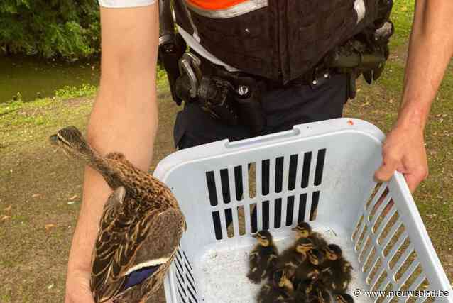 Agent haalt moedereend met haar kroost weg op gevaarlijke Luikersteenweg
