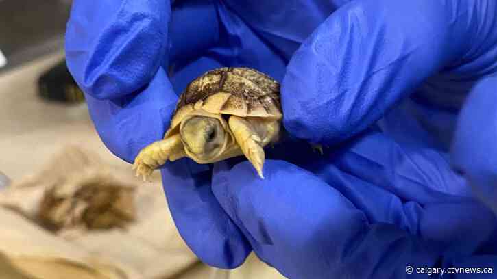 Tortoise hatchling excites keepers at Calgary zoo