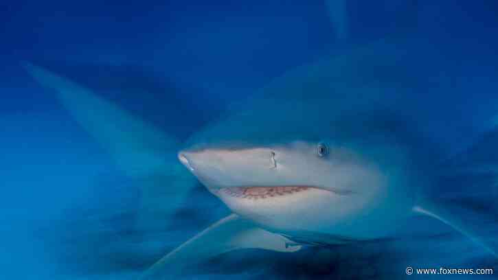 Florida man bitten by shark while spearfishing said he had just 'one option'