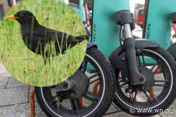 Münsters Amseln imitieren E-Scooter