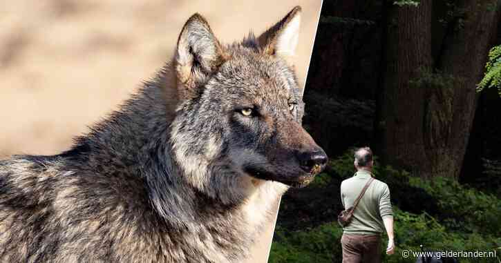 Fietsers en wandelaars negeren advies om weg te blijven na bijtincident wolf: ‘Laat ze met rust’
