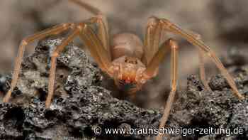 Braune Violinspinne breitet sich aus: Polizist stirbt nach Biss