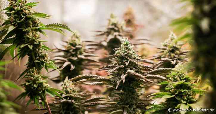 Kiff-Verbot mit hohen Strafen – Wiesnwirte zufrieden