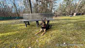 „Weint viel“: Harry musste schon drei Mal ins Tierheim – „War nie Schuld daran“