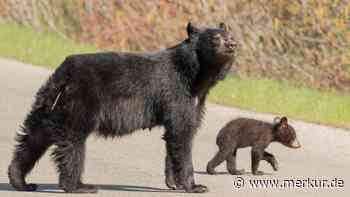 Bärin bricht in Auto ein: Nachbarschaft kennt sie, aber wie verhält man sich bei einer Begegnung?