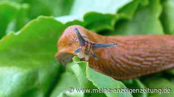 Nächtliche Schneckenjagd mit Stirnlampe – Netz „fühlt es so sehr“