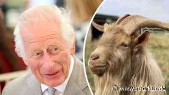 Kurioser Moment: König Charles verleiht seltener Ziegenrasse royalen Titel