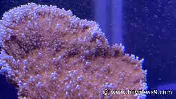 Florida Aquarium, University of Miami work to breed more resilient coral