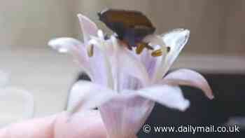 UFO hunters claim to be in possession of debris from alien space craft that is lighter than a petal