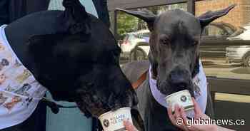 New dog ice cream supports Calgary animal rescue efforts