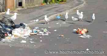 New Milton residents call for bins after animal attacks