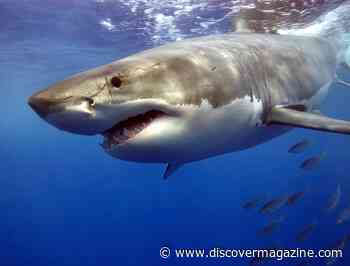 Are Great White Sharks Attacking 100-Foot-Long Blue Whales?