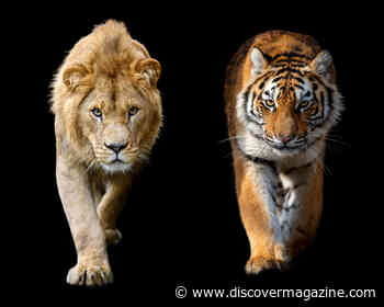 Would a Killer Whale Beat a Great White Shark in Battle? And 4 Other Matches