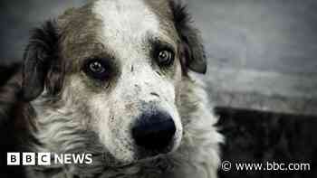 RSPCA braced for 'animal welfare crisis'
