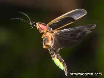 Light show: Fireflies aplenty are making dusk magic in Ottawa