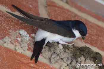Wieso Hiltrup-Ost ein Mehlschwalben-Paradies ist