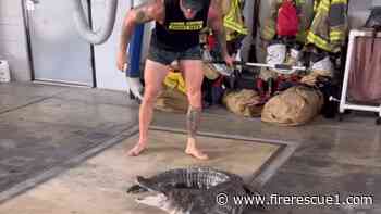 Video: Trapper captures alligator inside Fla. firehouse