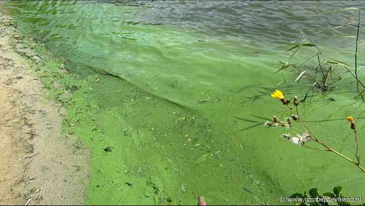 Almere - Blauwalg bij strand in Almere, verder kun je bijna overal veilig zwemmen in Flevoland