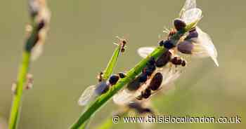 Why are there so many flying ants this year? All to know