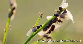 Why are there so many flying ants this year? All to know