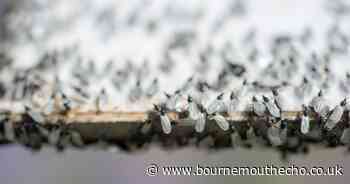 3 ways to keep flying ants out of your house this summer