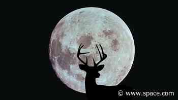 Full Buck Moon shines this weekend on Apollo 11 moon landing anniversary